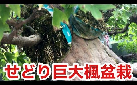 100cm巨大楓盆栽せどり様子・今月やじま園売れ筋は？・金豆盆栽実が沢山ついたけど葉が黄色に何故？・やじま園@tane.bonsai