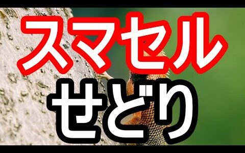 スマセルせどり攻略法！90パーセントOFFで仕入れてメルカリで売る秘訣